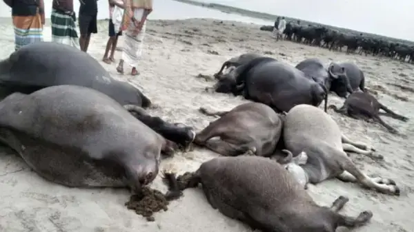 কুষ্টিয়ায় বজ্রপাতে ১১ মহিষের মৃত্যু, কৃষকের ২৪ লাখ টাকার ক্ষতি