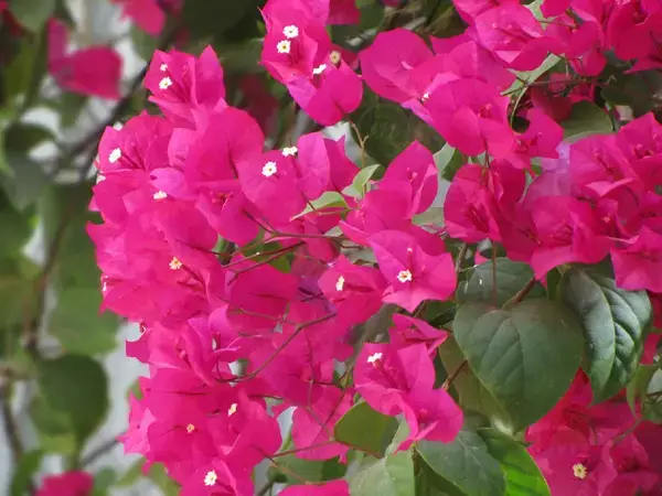 পত্রিকা