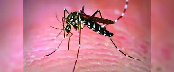 ২০২৫ সালে ডেঙ্গু নিয়ন্ত্রণের নতুন মাত্রা :এডিস মশার নতুন টেকনিক্যাল প্রতিরোধ
