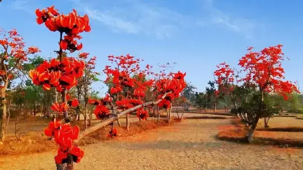 হজম ও ডায়রিয়ার ঘরোয়া সমাধান: পলাশ গাছের অজানা ঔষধি গুণ যা আপনি জানেন না!