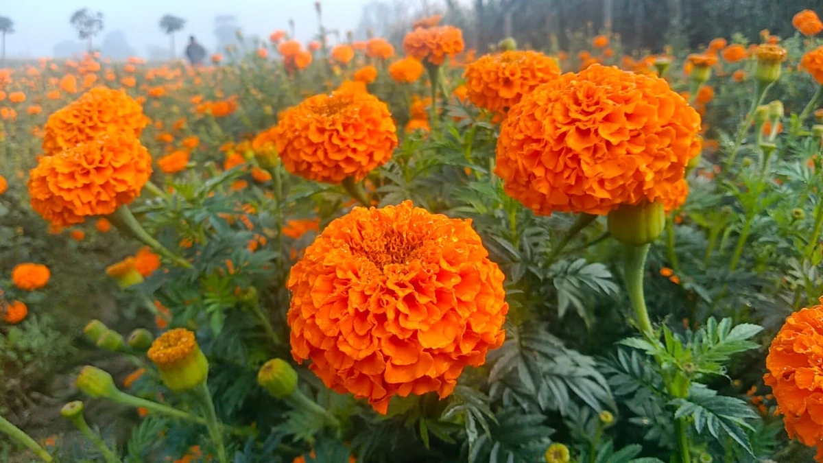 রাসায়নিকের বিকল্প হিসেবে গাঁদা ফুল! ফসল রক্ষা ও পরিবেশ সংরক্ষণের নিখুঁত প্রাকৃতিক সমাধান