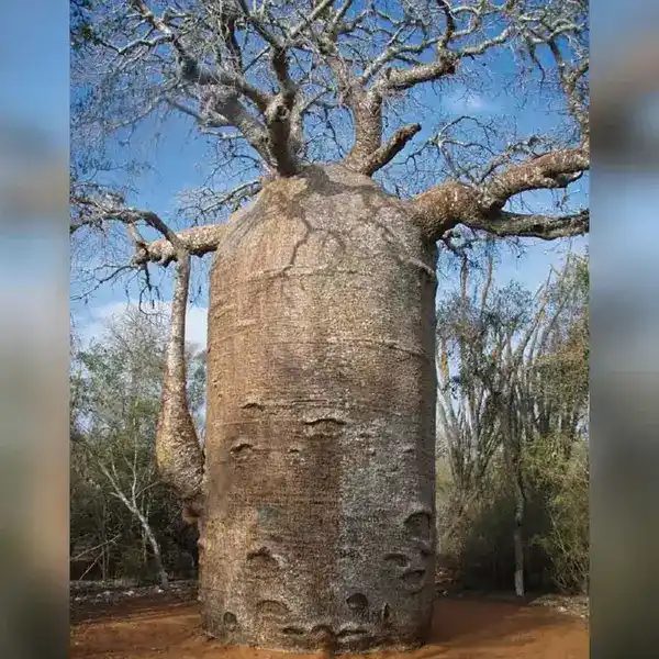 শতাব্দী ধরে বেঁচে থাকা, আফ্রিকার মানুষ ও প্রাণীর জীবনরক্ষাকারী এক অনন্য গাছ-যার কান্ডে লুকিয়ে আছে বিস্ময়কর ১.২ লক্ষ লিটার পানি!