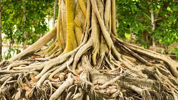 পত্রিকা