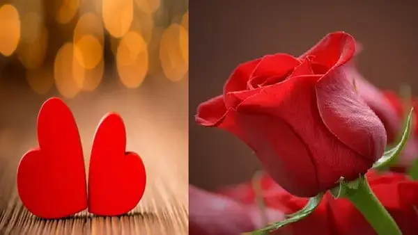 গোলাপই কেন ভালোবাসার প্রতীক?ইতিহাস ও রহস্য