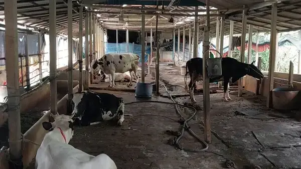 আওয়ামী লীগ নেতার খামার থেকে ৫টি গরু লুটের অভিযোগ