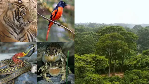 পত্রিকা