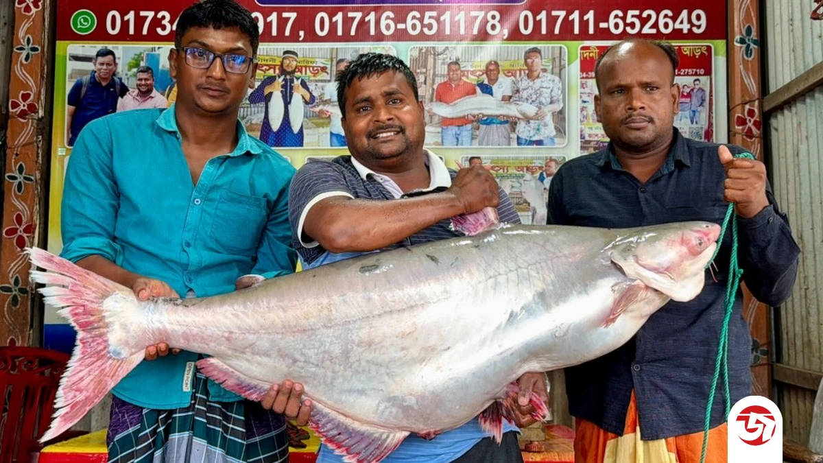 পদ্মার এক পাঙাশ ৭১ হাজার টাকায় বিক্রি