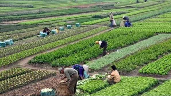 ফসল ভিত্তিক ব্যবসাই কি তবে  তরুণ উদ্যোক্তাদের জন্য অধিক  লাভজনক!!