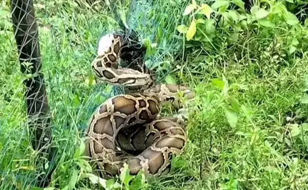 বান্দরবানে স্থানীয়দের সহায়তায় সাত ফুটের অজগর উদ্ধার