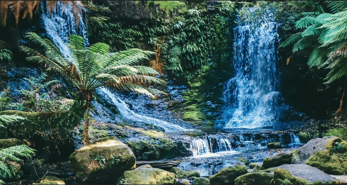 অস্ট্রেলিয়ার গভীর অরণ্যে কী লুকিয়ে আছে? জানুন রহস্যময় ট্রেইলসের গল্প!