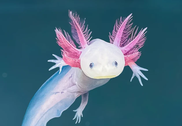 মেক্সিকোর রহস্যময় জলজ প্রাণী অ্যাক্সোলটল!