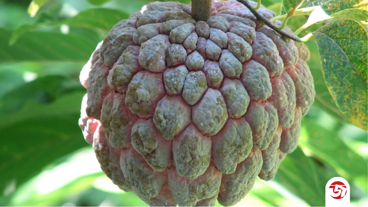 শরীর ভালো রাখতে কেন খাবেন আতা ফল? জেনে নিন