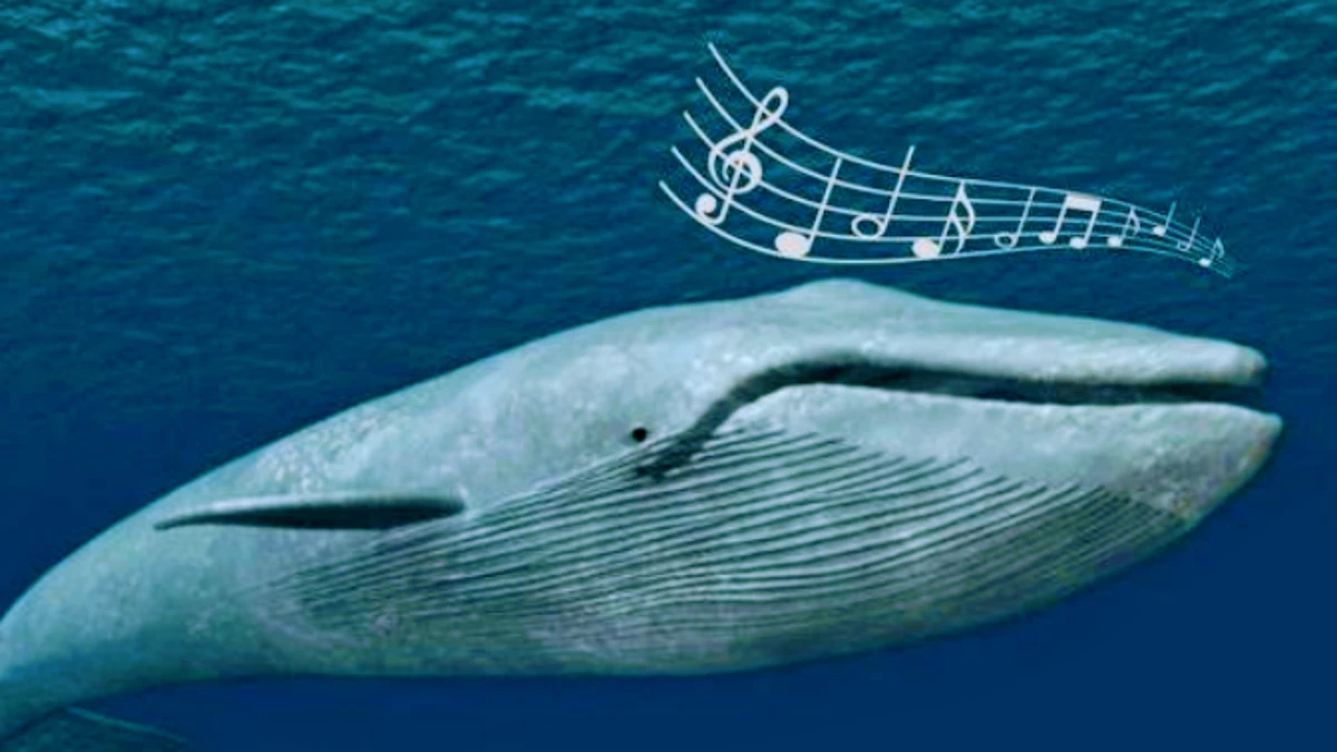 পত্রিকা