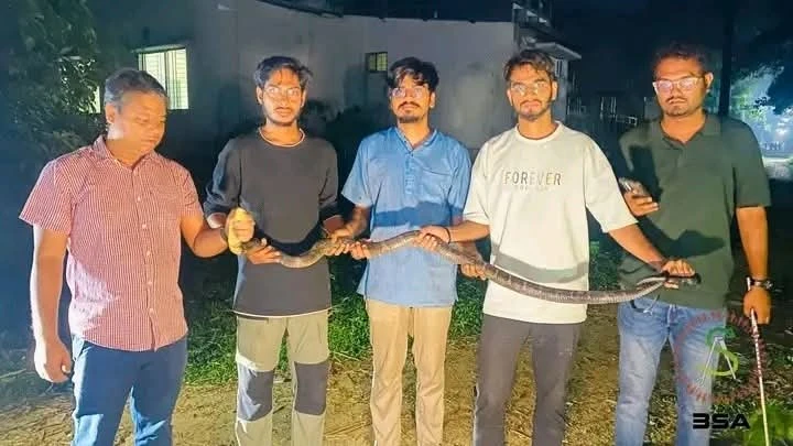 পৃথিবী বিখ্যাত কিং-কোবরা চবি থেকে উদ্ধার