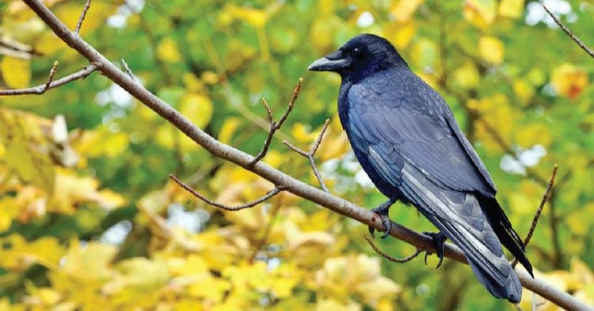 জানেন কি কাক কেন চকচকে জিনিস দিয়ে ঘর সাজায়!