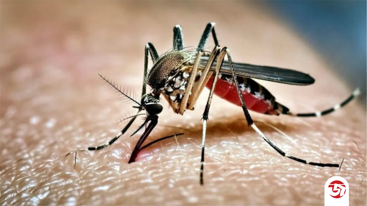 ডেঙ্গুতে আরও ২ মৃত্যু, হাসপাতালে ভর্তি ২২০