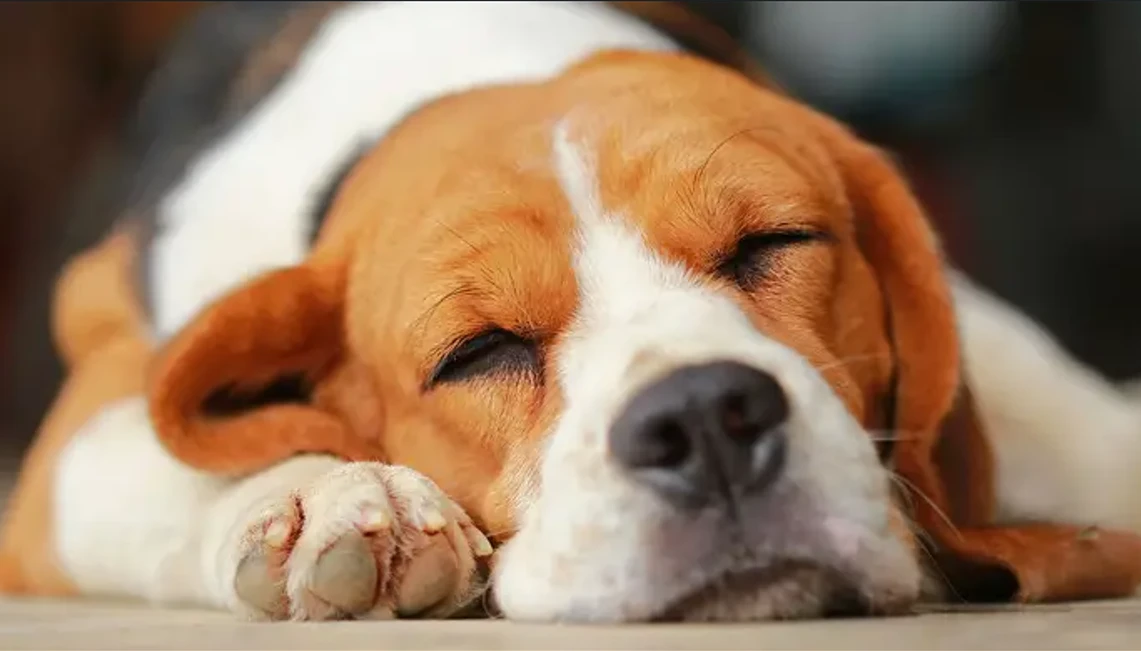 ঘুমে কুকুরের নড়াচড়া: কারণ জানুন!