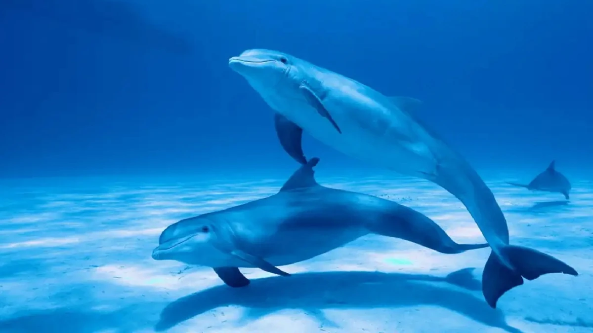 হাঙরের সামনে মানুষ, ঢাল হয়ে দাঁড়ায় ডলফিন! রহস্য কী?