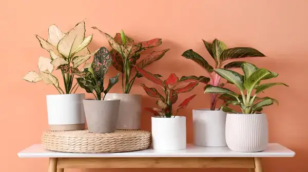 ঘর সাজাতে চান? অল্প আলোতেই টিকে থাকা গাছের লিস্ট দেখে নিন এখনই!