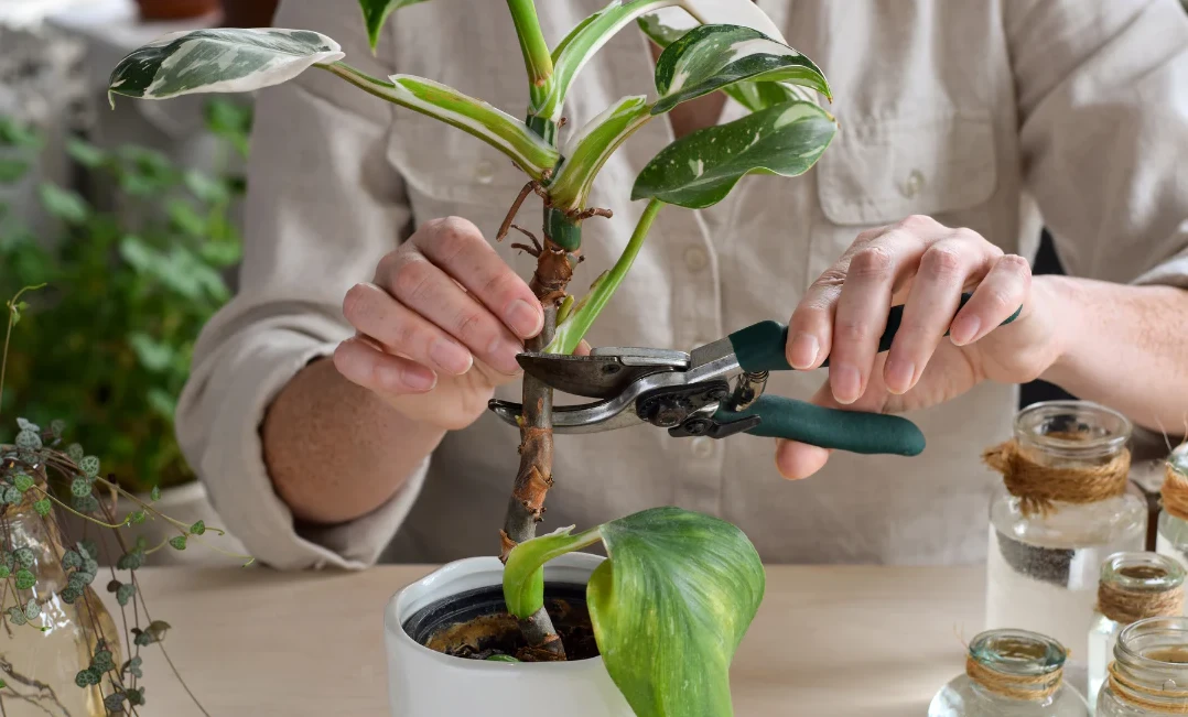 একটি পাতা থেকেই কি বাড়বে ফিলোডেনড্রন?