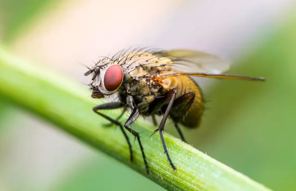 খাবারে বসেই মাছি কেন হাত ঘষে নেয় জানেন কি?