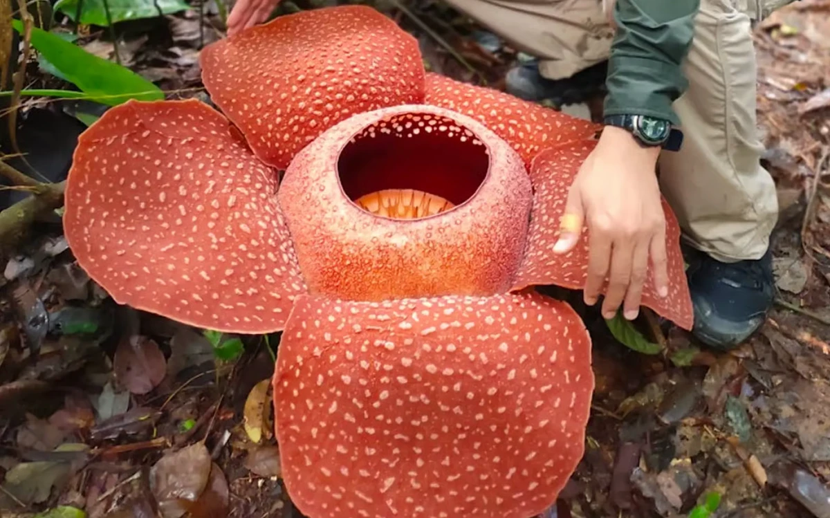 পত্রিকা