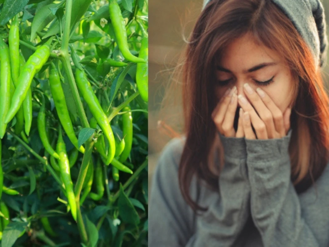 মন ভালো নেই? কাঁচামরিচ খেলে মন প্রফুল্ল হতে পারে- জানাচ্ছে গবেষণা