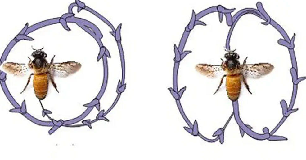 মৌমাছি কীভাবে নাচের মাধ্যমে একে অপরকে খবর দেয়!