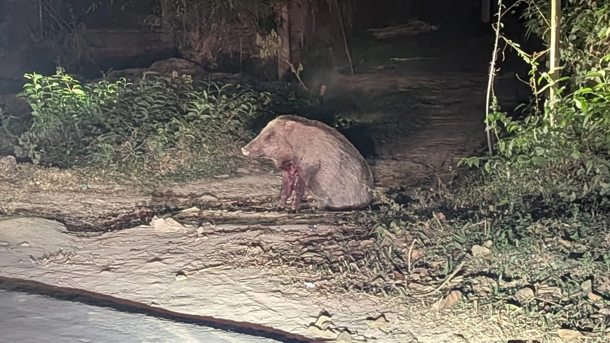 চবি তে খাবারের খোঁজে নামা বন্য শূকরের ওপর শিকারিদের আক্রমণ