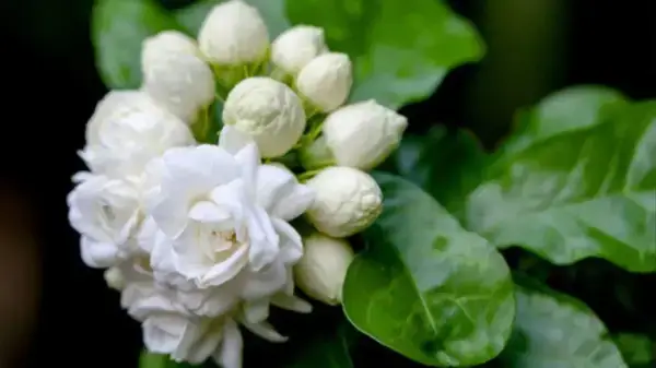 পত্রিকা