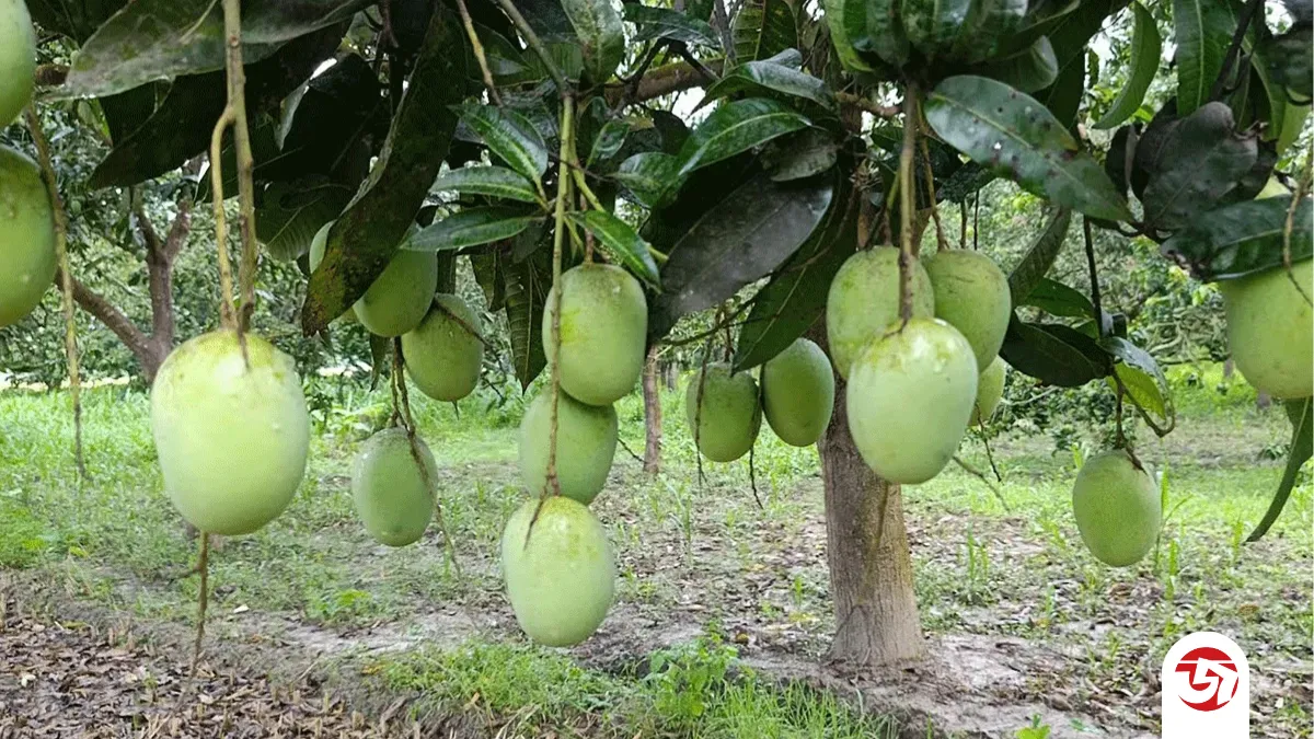 বাংলাদেশের আমের নতুন বাজার হতে পারে মালয়েশিয়া
