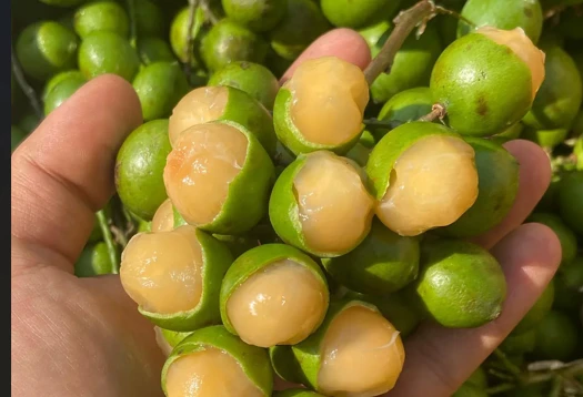 ক্যারিবিয়ান দ্বীপপুঞ্জের রহস্যময় ফল মামোনসিলো: কেন বিশ্বজুড়ে এত শোরগোল?