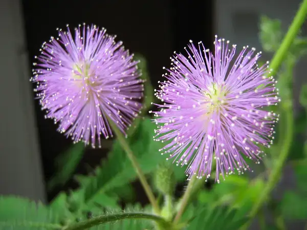 পত্রিকা