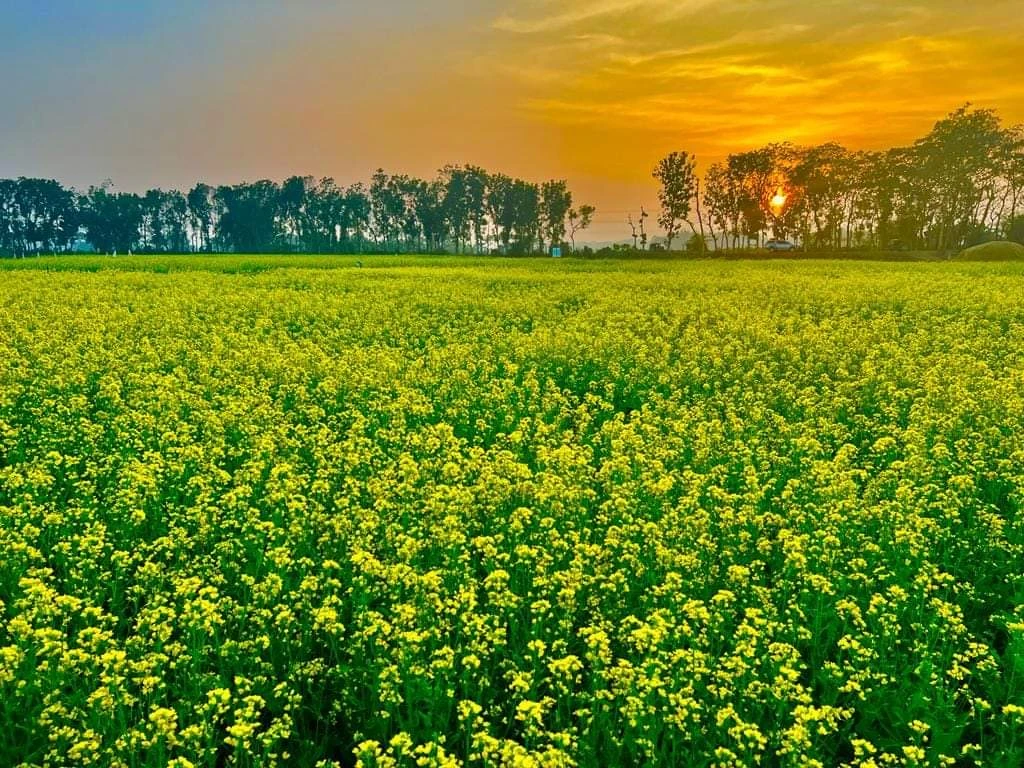 দেশে সরিষা উৎপাদনে শীর্ষে সিরাজগঞ্জ জেলা