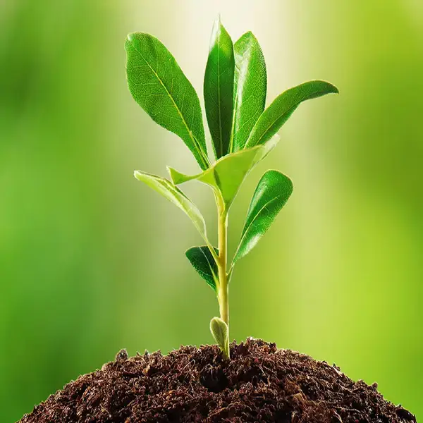 পত্রিকা