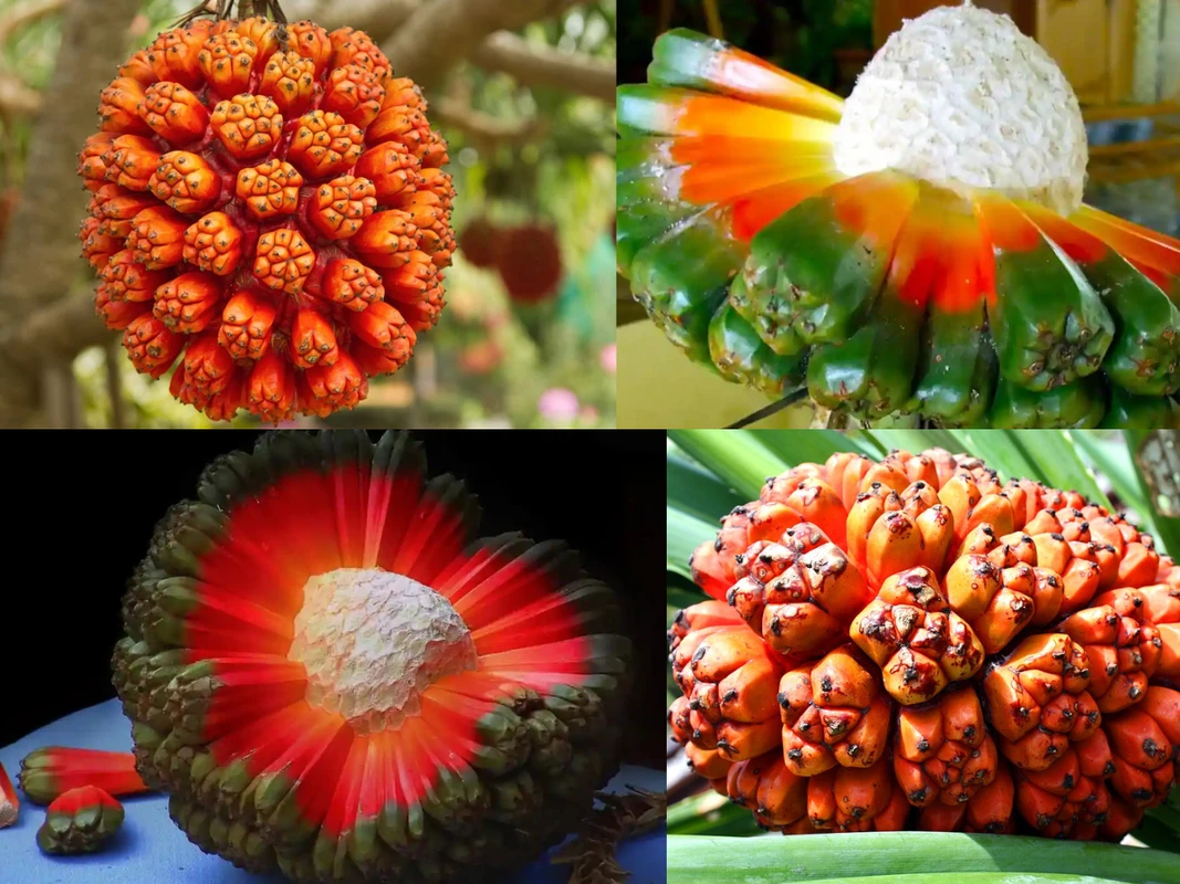 পত্রিকা