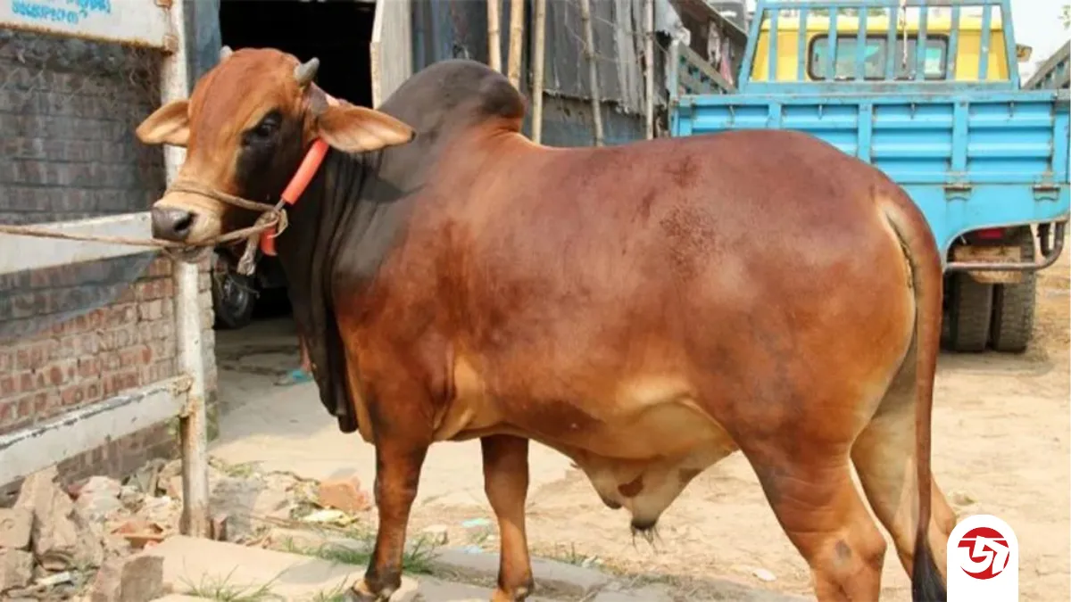 কুরবানি কবুল না হওয়ার কারণ: ৫টি ভয়াবহ ভুল