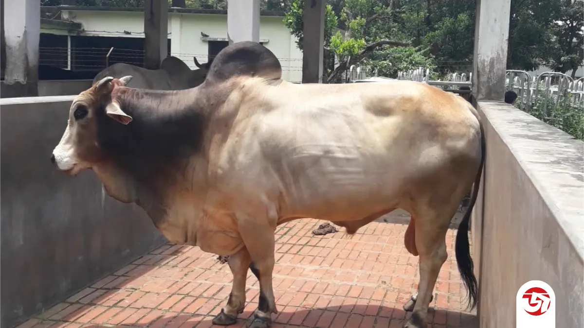ইনজেকশন দিয়ে মোটাতাজা করা গরু চেনার উপায়