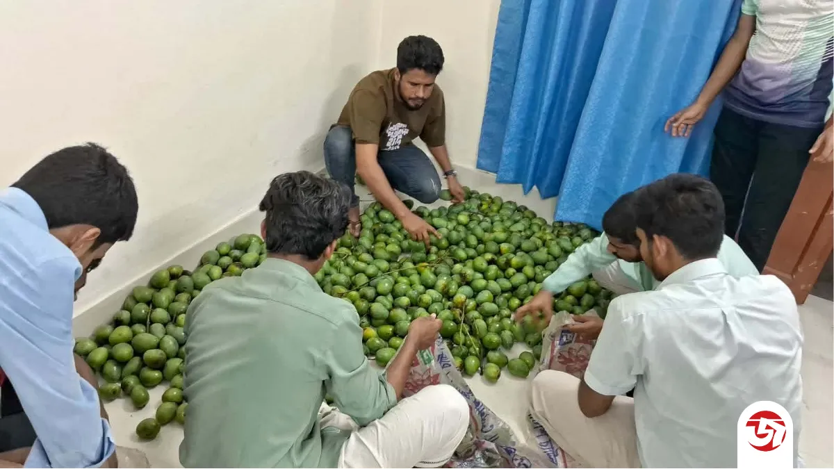 রাবিতে লিচুর পর এবার আম পৌঁছে দিলেন হল সংসদের নেতারা