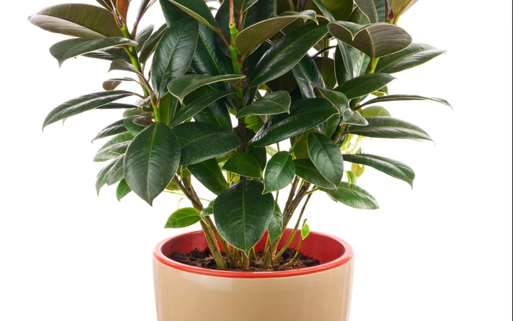 অ্যালার্জি যন্ত্রণায় ভুগছেন? ঘরে রাখুন রাবার প্লান্ট এবং দেখুন জাদুকরী সুফল!