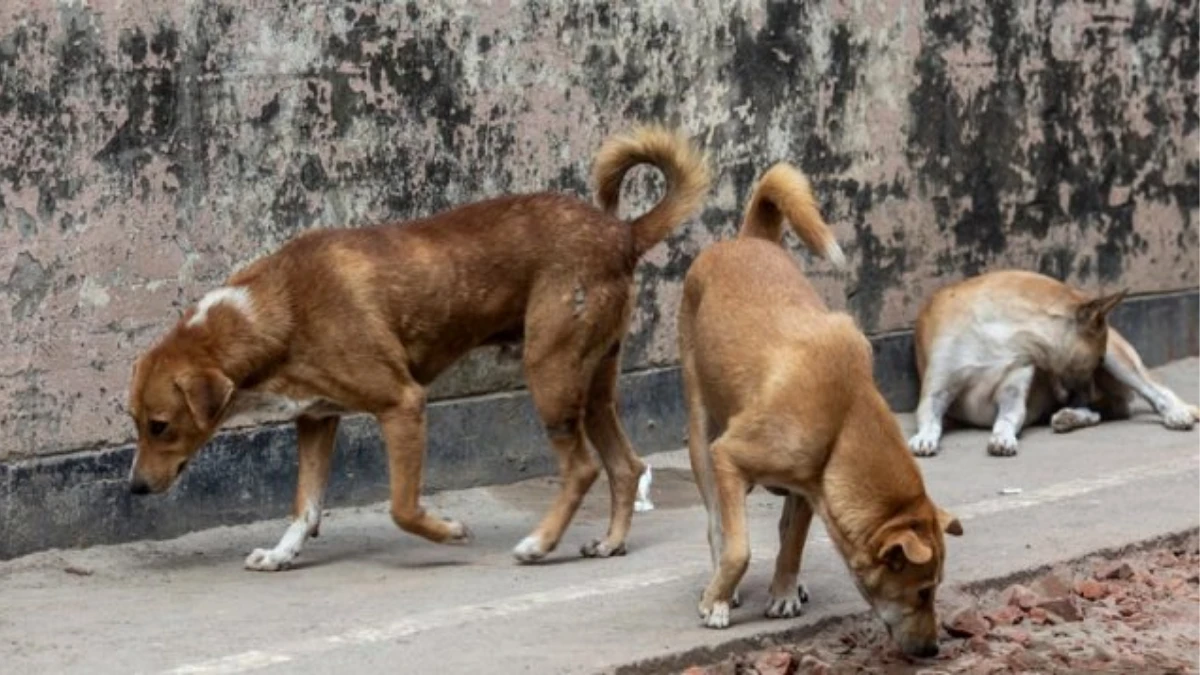 জলাতঙ্কের রোগী বাড়ছে, বন্ধ কুকুরের টিকাদান কর্মসূচি