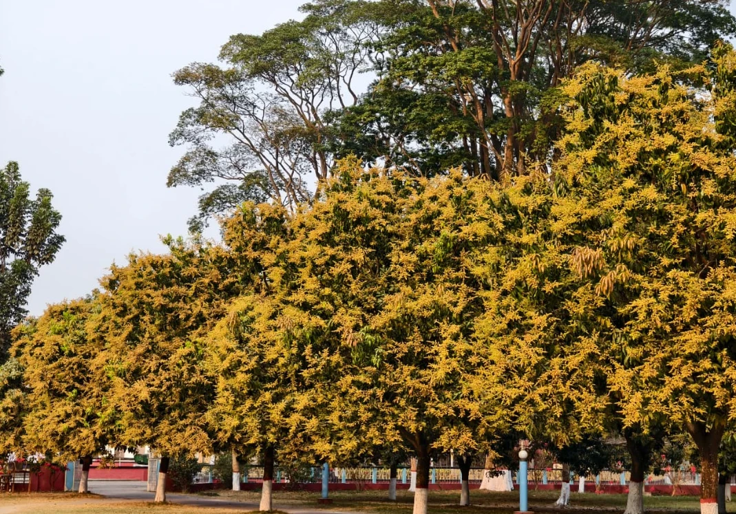 গাছে গাছে আমের মুকুল, বাতাসে মিষ্টি ঘ্রাণ; রাবি ক্যাম্পাসজুড়ে বসন্তের আমেজ