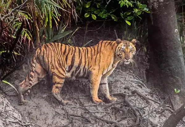 বিগত ২৫ বছরে সুন্দরবনে ৯১টি বাঘের মৃত্যু