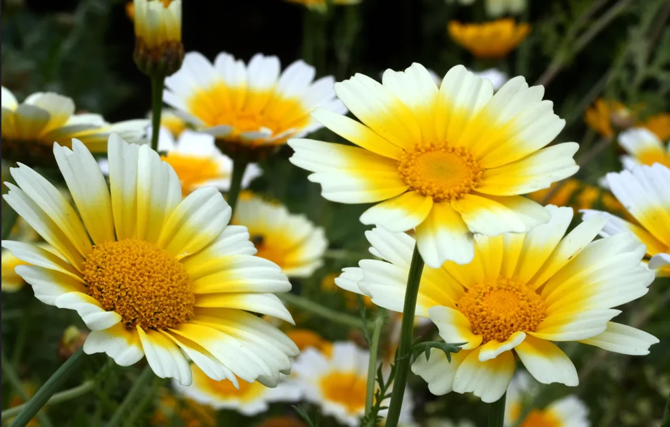 ডেইজি: শীতের হিমেল তাপমাত্রাতেও কীভাবে টিকে থাকে এই ফুল?