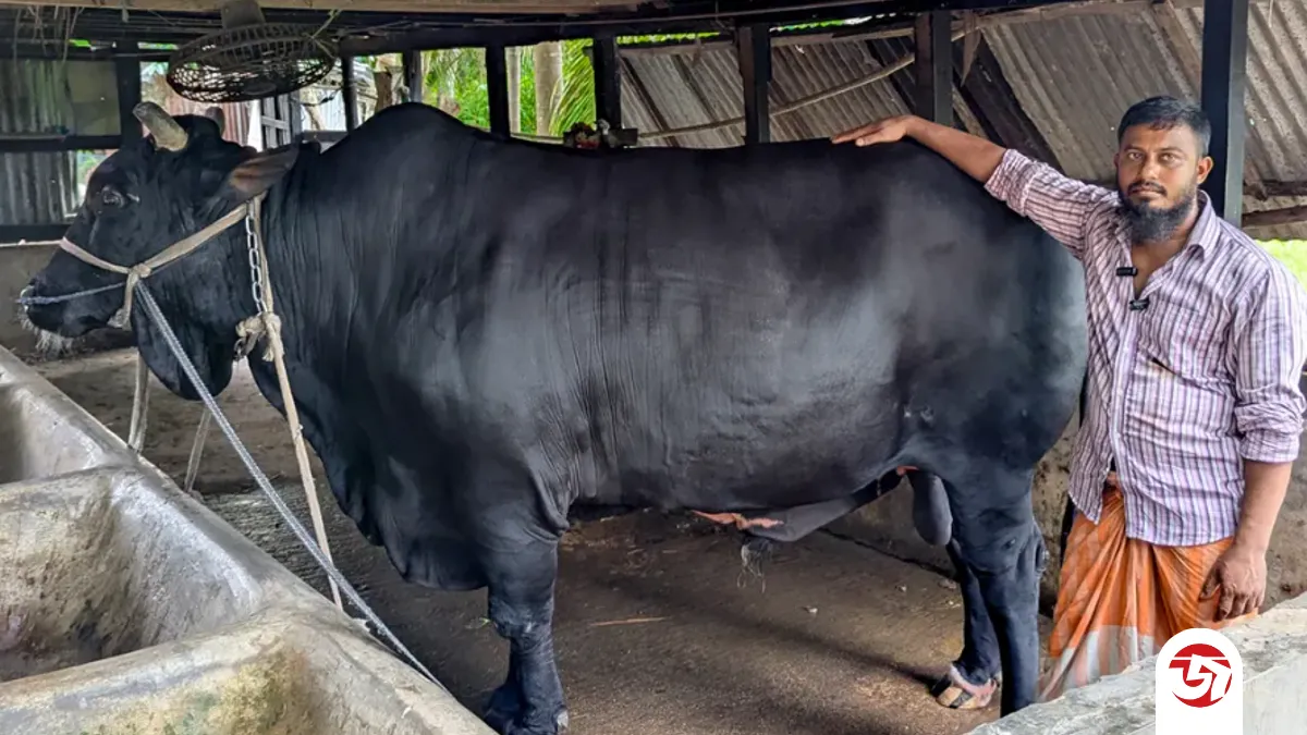 খালেদা জিয়াকে ষাঁড় উপহার দিয়ে আলোচনায় আসা সোহাগ মৃধা কারাগারে