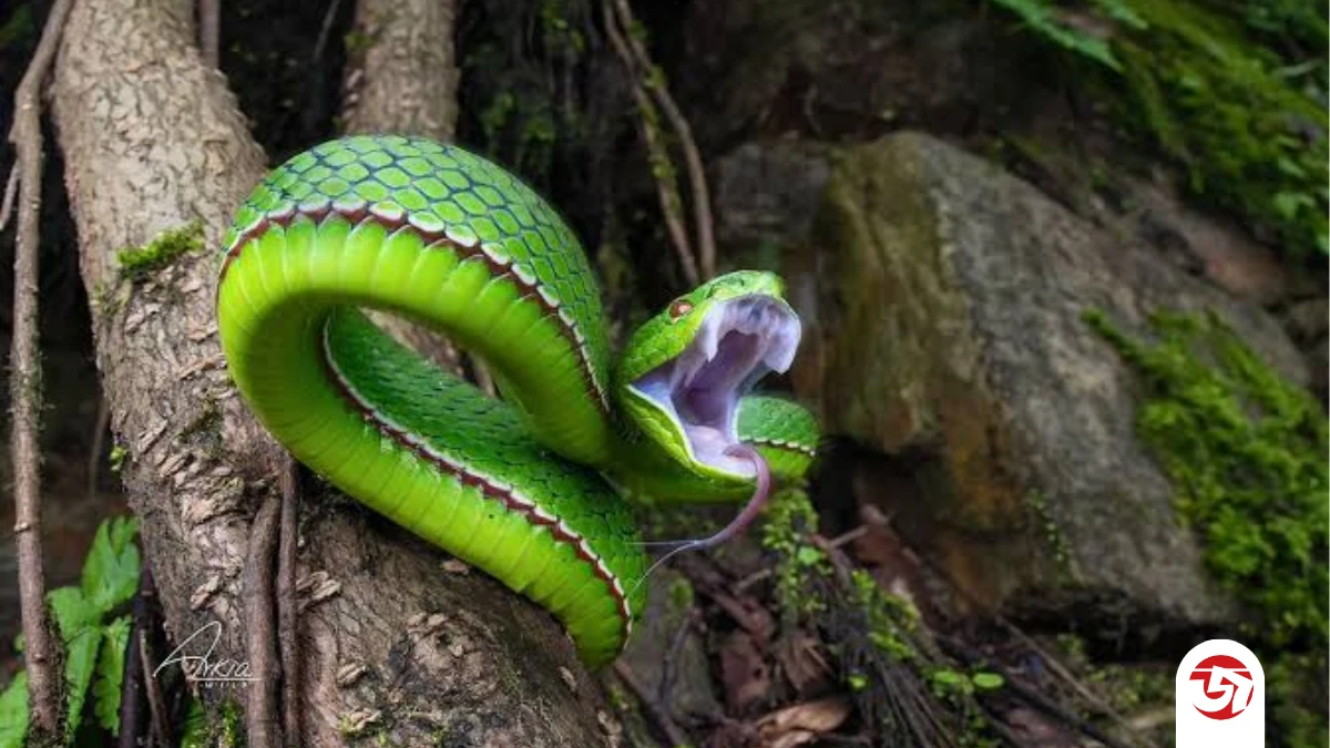 চবিতে রাতে  গ্রিনপিট ভাইপারের দংশনের শিকার শিক্ষার্থী