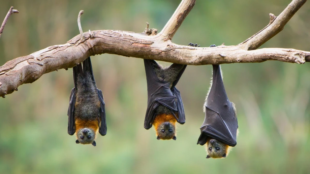 বাদুড়ের উল্টো ঝুলে থাকার রহস্য কি!