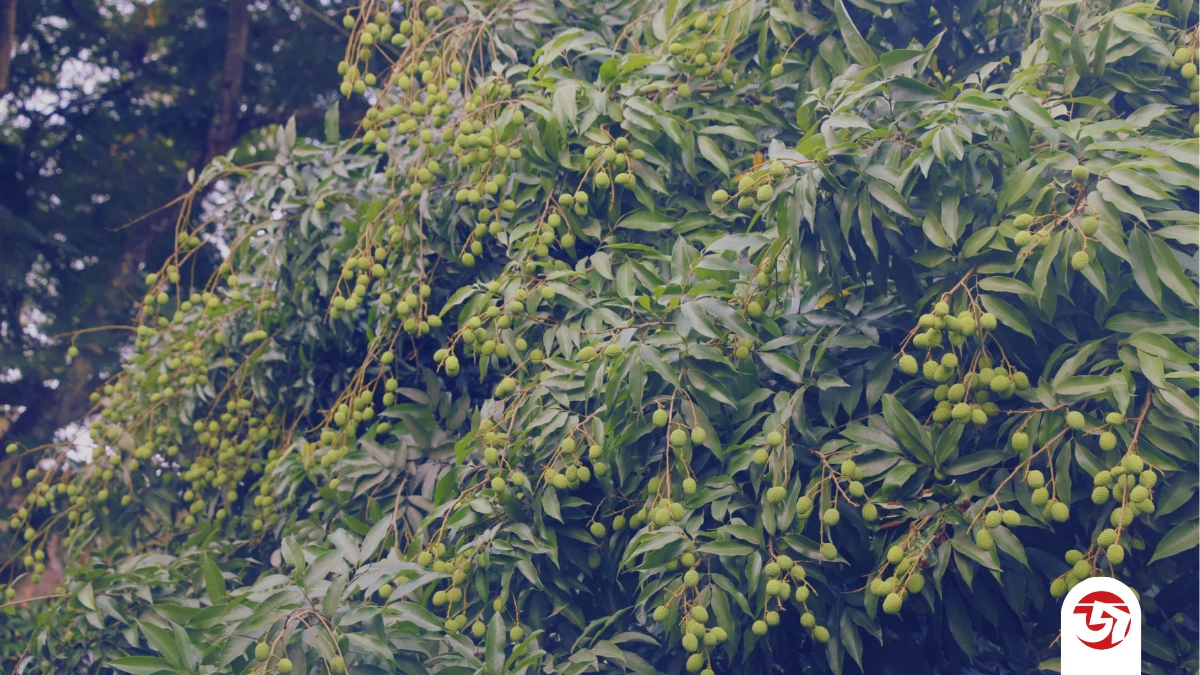 অপরিপক্ব লিচুতে মারাত্মক স্বাস্থ্যঝুঁকি, কী বলছে বিশেষজ্ঞরা