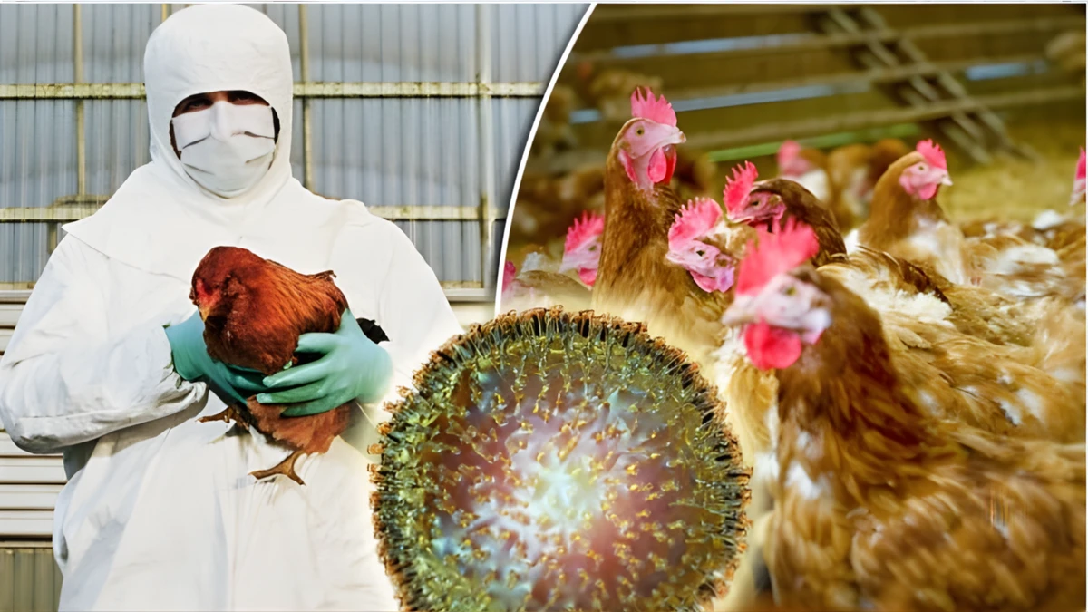 পত্রিকা