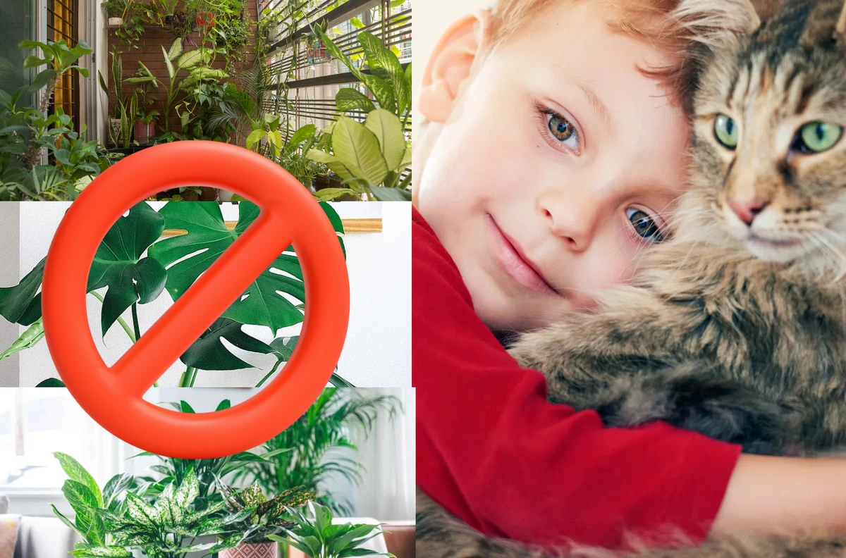 পত্রিকা